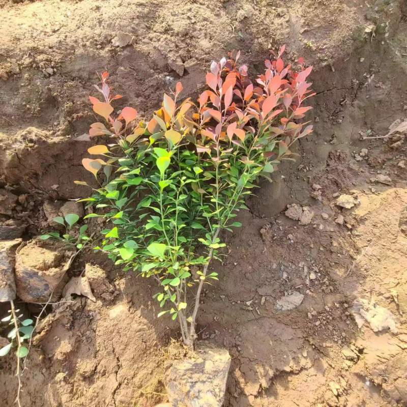 红叶小檗，价格优惠基地直发