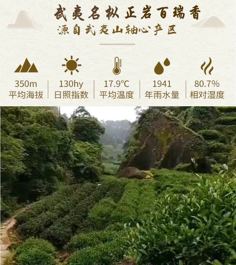 武夷岩茶名枞正岩百瑞香善颖茶叶中火碳焙熟香型250克
