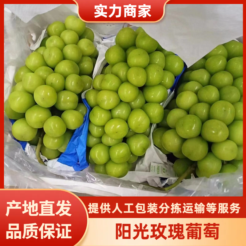 可开发票对接外贸阳光玫瑰河北阳光玫瑰口感脆甜