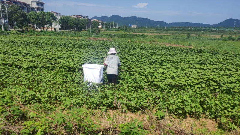 紫苏叶（干货）