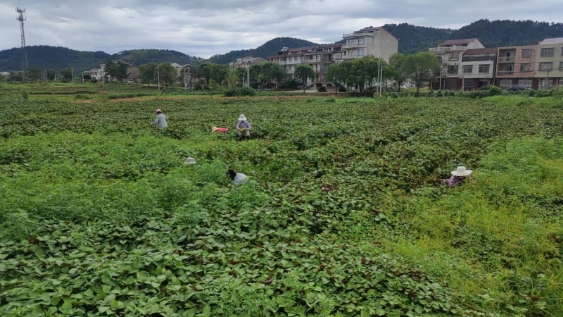 紫苏叶（干货）