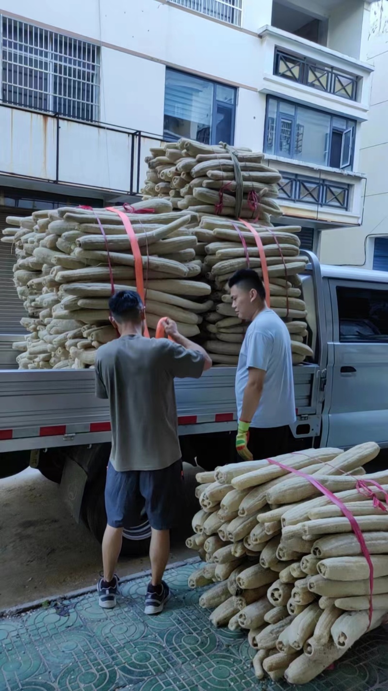 湖北硬丝瓜络品质好，个头较大能做鞋垫能做洗碗布欢迎联系