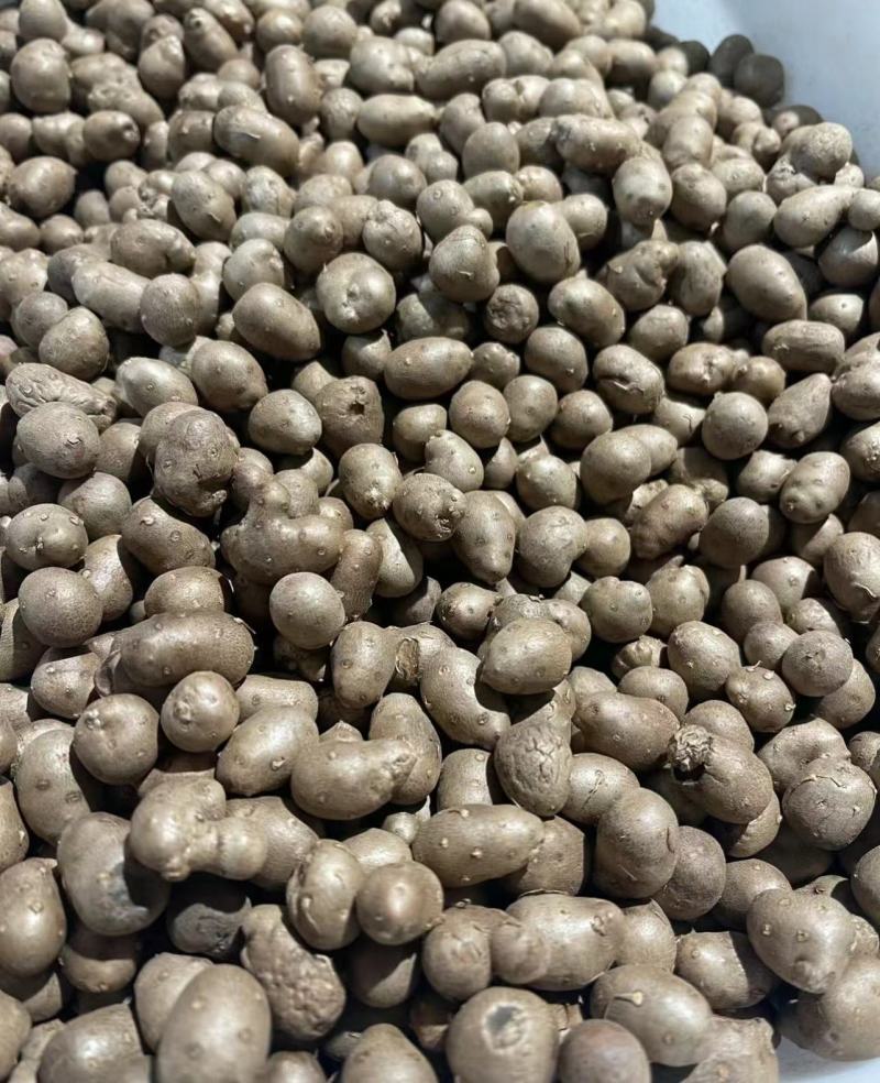 河北紫山药豆个头大货量大表皮干净杂志少按需求分拣打包视频看货