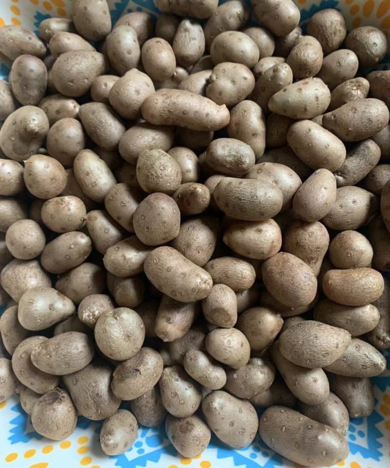 河北紫山药豆个头大货量大表皮干净杂志少按需求分拣打包视频看货