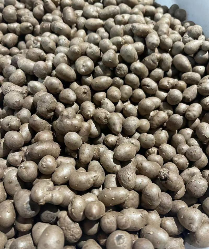 河北紫山药豆个头大货量大表皮干净杂志少按需求分拣打包视频看货