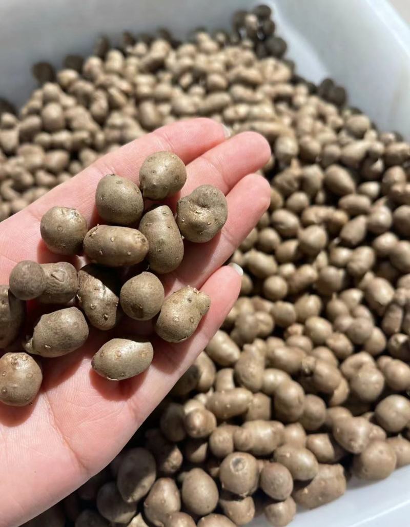 河北紫山药豆个头大货量大表皮干净杂志少按需求分拣打包视频看货