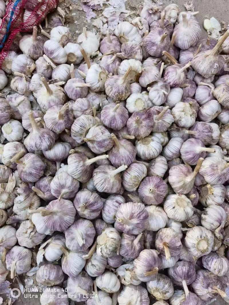 太空紫皮蒜种子精选大蒜产地一手货源保质保量