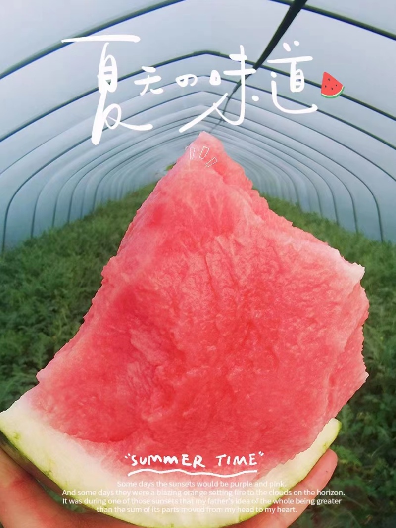 【精品】河南夏邑美都西瓜新鲜水果大量上市，欢迎老板预订