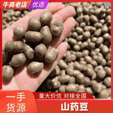 河北紫山药豆个头大货量大表皮干净杂志少按需求分拣打包视频看货