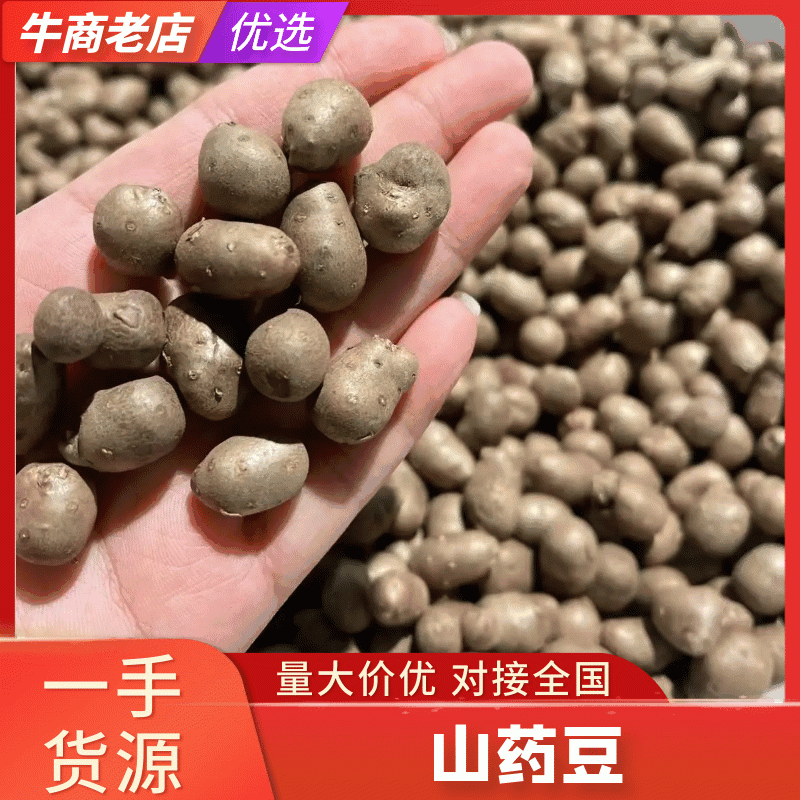 河北紫山药豆个头大货量大表皮干净杂志少按需求分拣打包视频看货