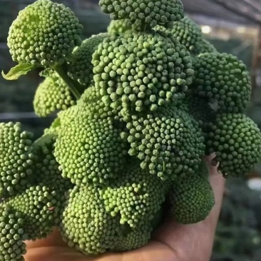 批发云南文山三七花基地直供新货三年田七花干花三七散装