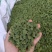 批发云南文山三七花基地直供新货三年田七花干花三七散装