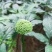 批发云南文山三七花基地直供新货三年田七花干花三七散装
