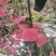 新世纪苹果昭通108苹果产地直发品质保障货发全国