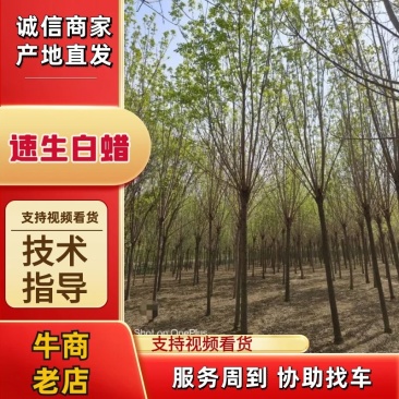 10公分速生白蜡基地直发规格齐全品种齐全量大优惠