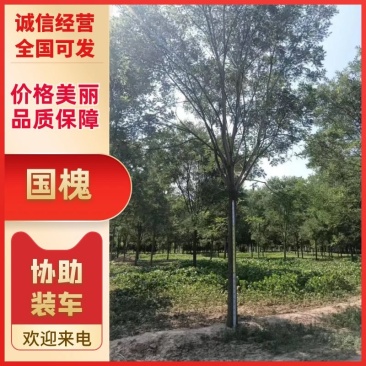 槐树-国槐5公分国槐产地直发品种齐全规格齐全