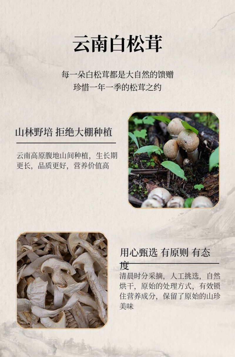 白松茸干货云南雪山松茸菌批发菌类菌菇包菌汤包煲汤料松茸干