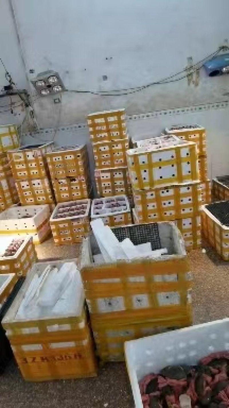 越南精选大膏多年老店货源充足品质优良