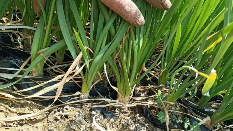 紫娇花，紫娇花基地，一手货源，价格优惠