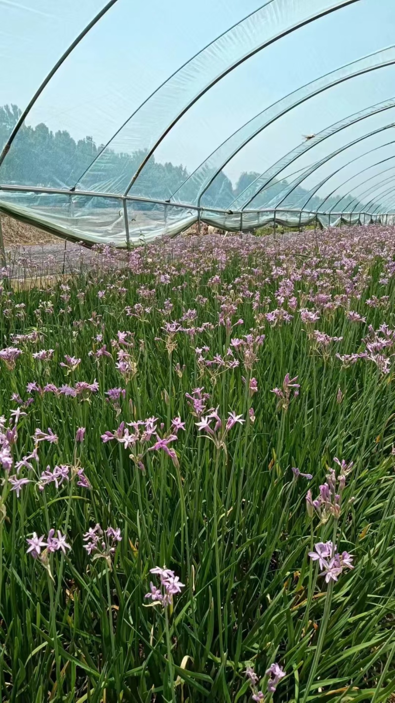 紫娇花，紫娇花基地，一手货源，价格优惠