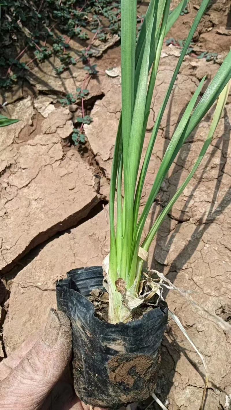 紫娇花，紫娇花基地，一手货源，价格优惠