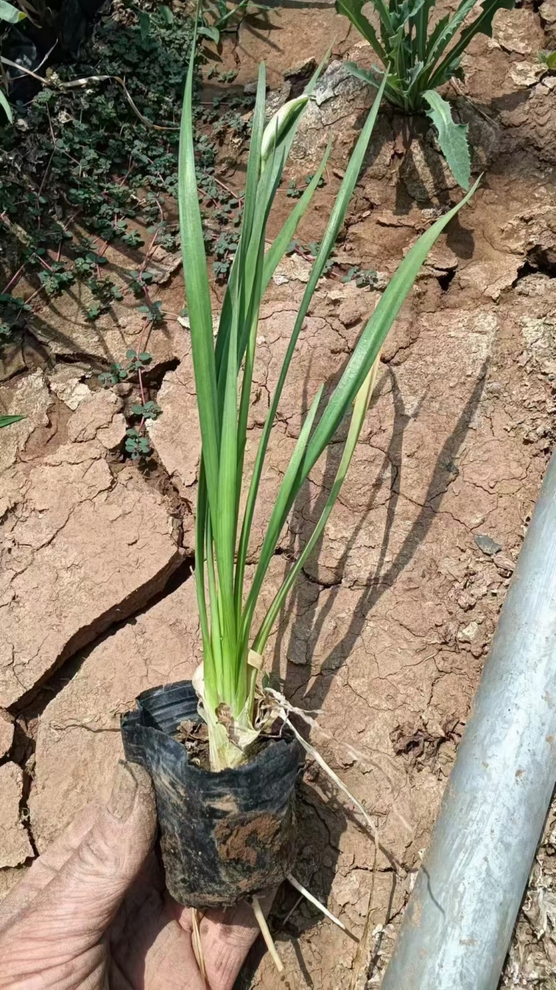 紫娇花，紫娇花基地，一手货源，价格优惠