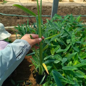 再力花，水生植物，精品再力花，价格实惠