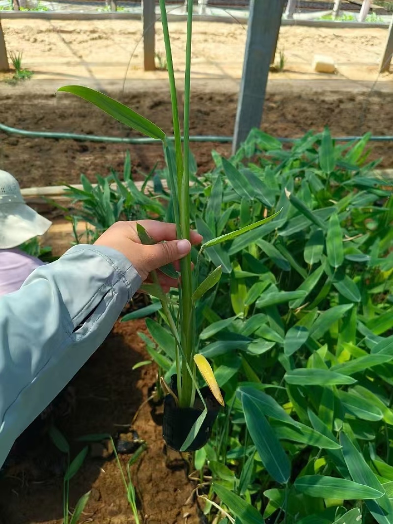 再力花，水生植物，精品再力花，价格实惠