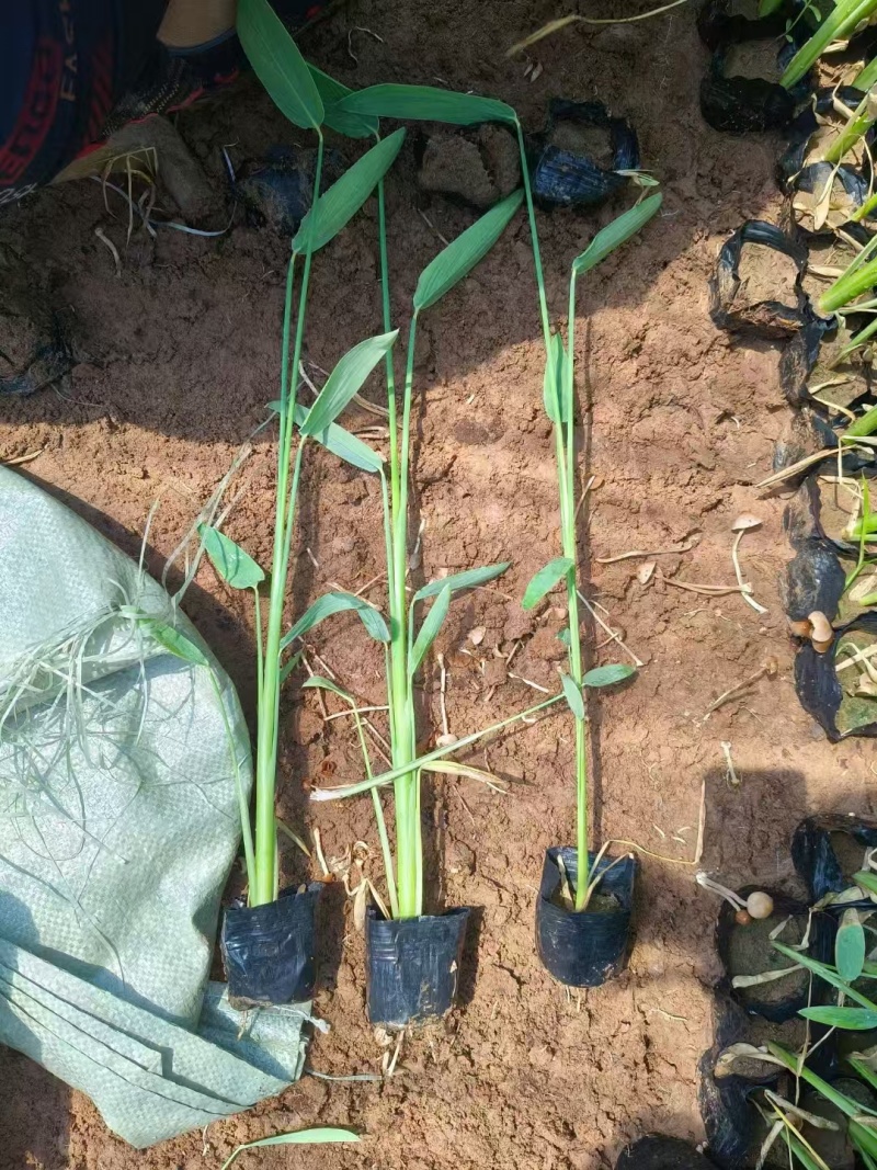 再力花，水生植物，精品再力花，价格实惠