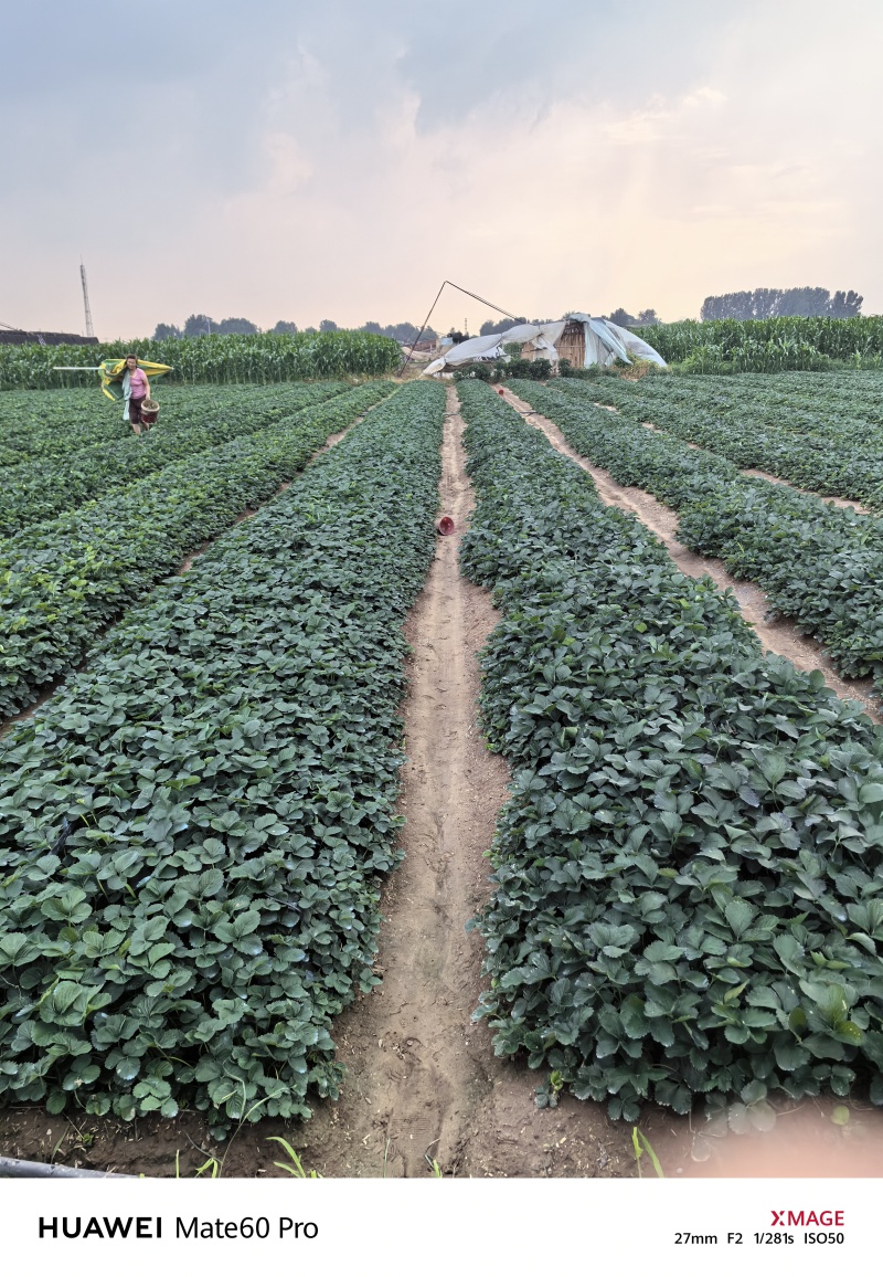 藏香草莓苗自家苗圃直发欢迎选购订购