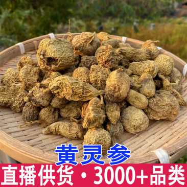 黄灵参散结结云南边境批发量大从优