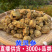 黄灵参散结结云南边境批发量大从优