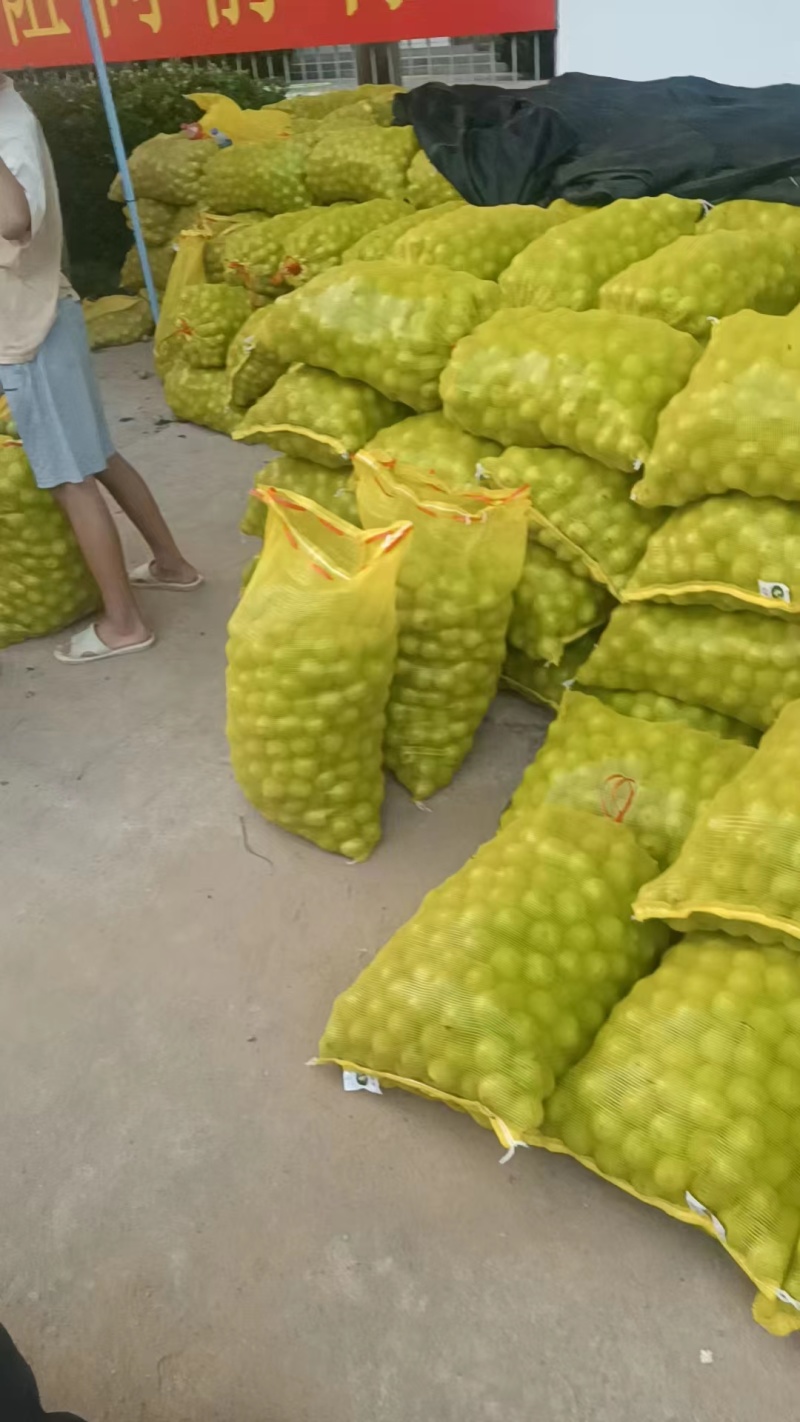 优质纸皮核桃太行山薄皮核桃鲜核桃一手货源量大从优