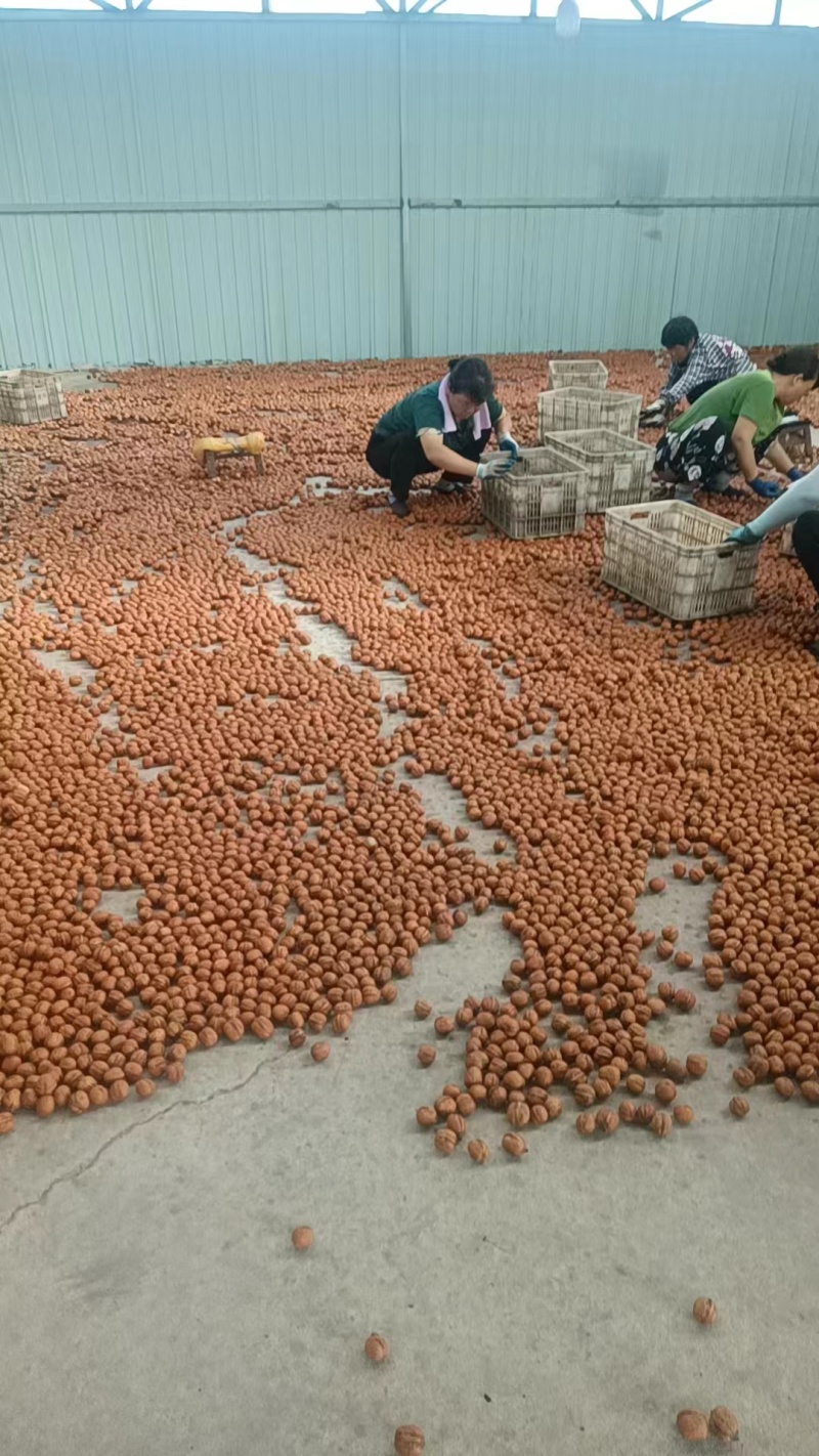 优质纸皮核桃太行山薄皮核桃鲜核桃一手货源量大从优
