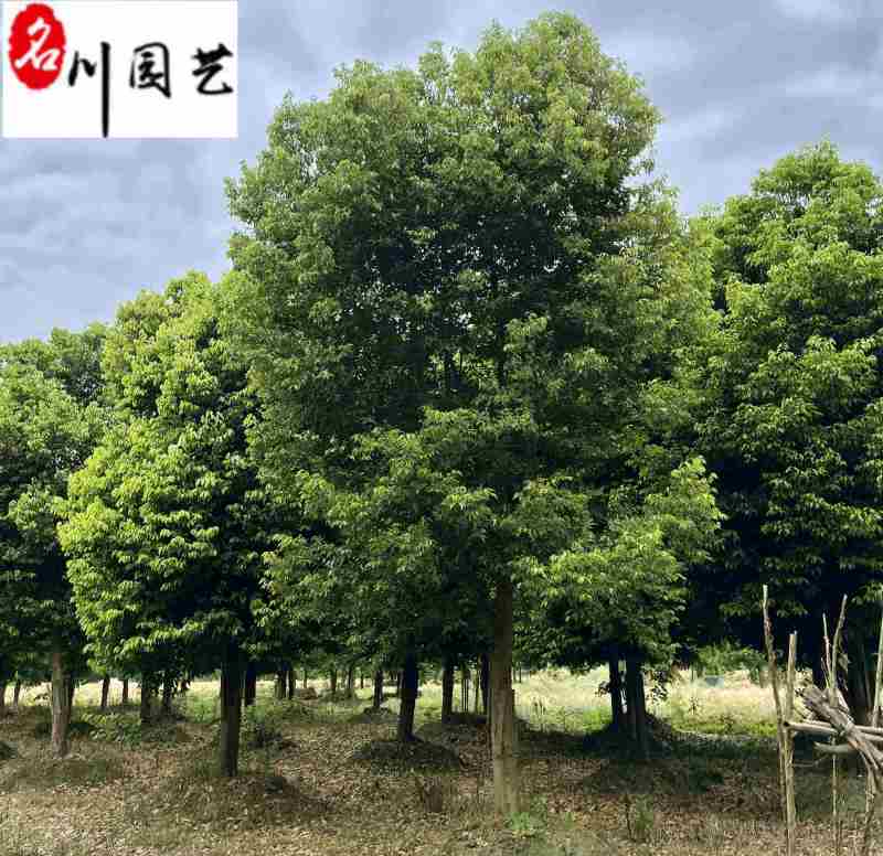 四川苗木基地直供精品天竺桂天竺桂8-20公分量大从优