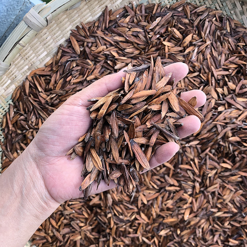 喜树果金瓜子千丈树喜树果源头代