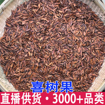 喜树果金瓜子千丈树喜树果源头代