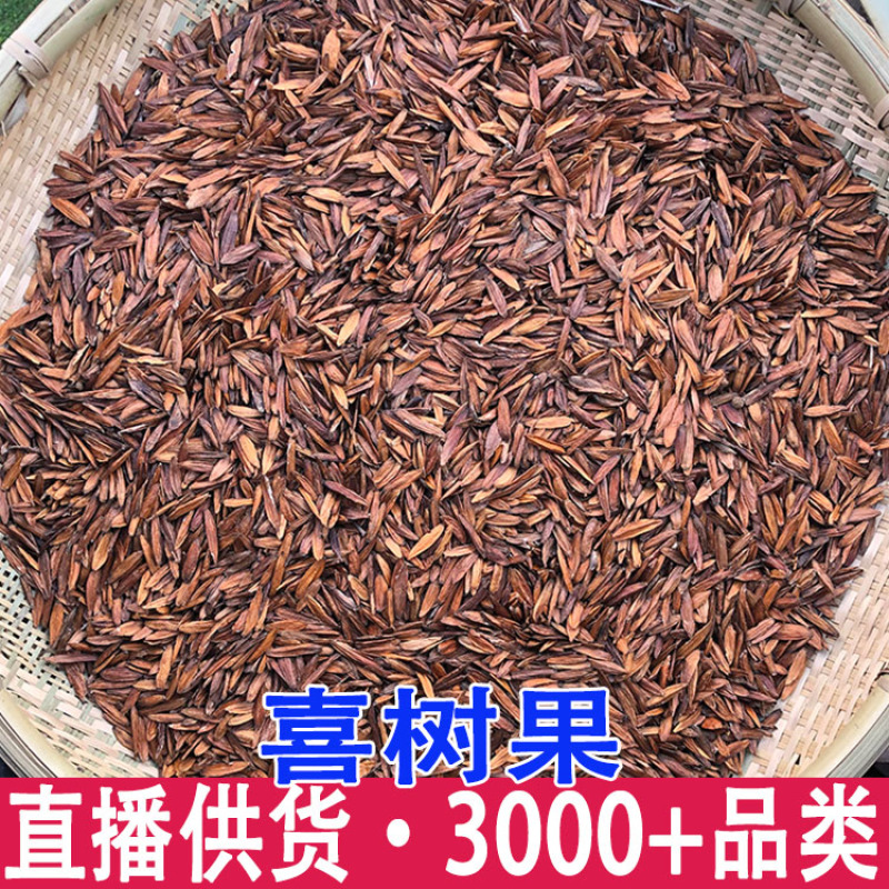 喜树果金瓜子千丈树喜树果源头代
