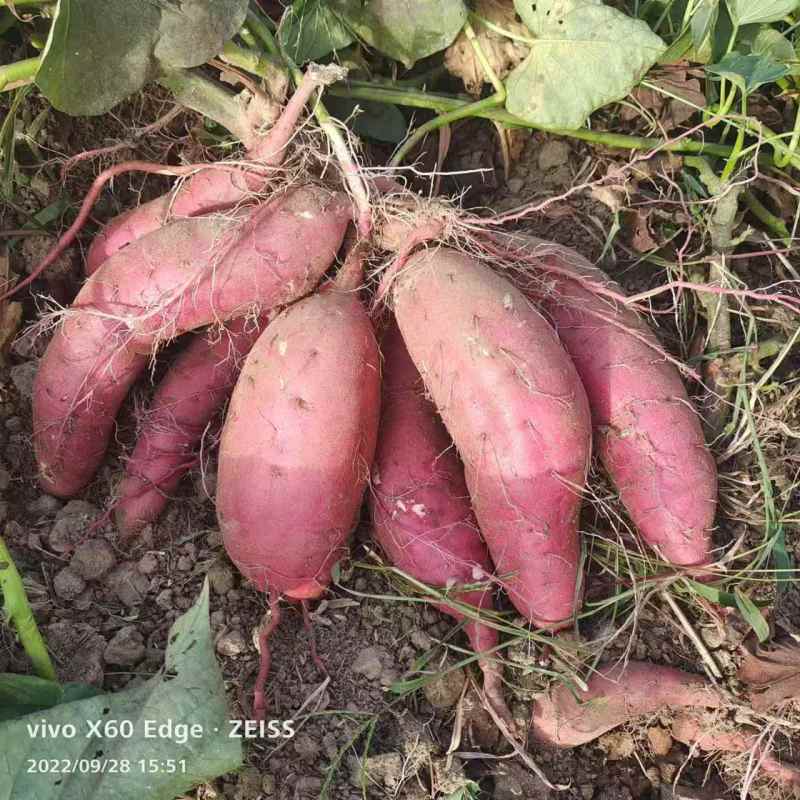 【推荐】西瓜红红薯产地一手货源价格实惠保质保量