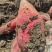 【推荐】西瓜红红薯产地一手货源价格实惠保质保量