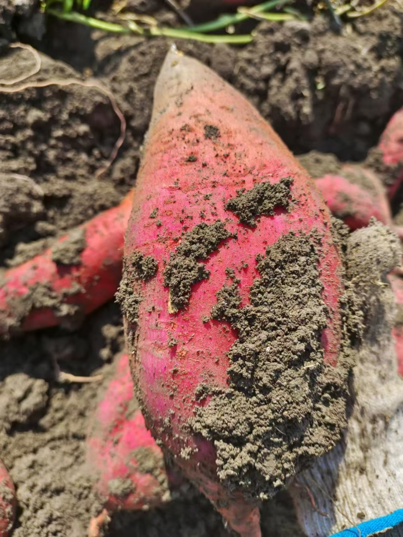 【推荐】西瓜红红薯产地一手货源价格实惠保质保量