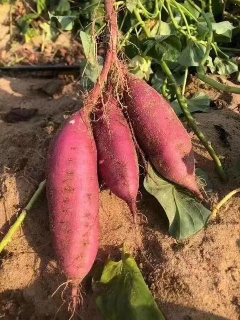 【推荐】西瓜红红薯产地一手货源价格实惠保质保量