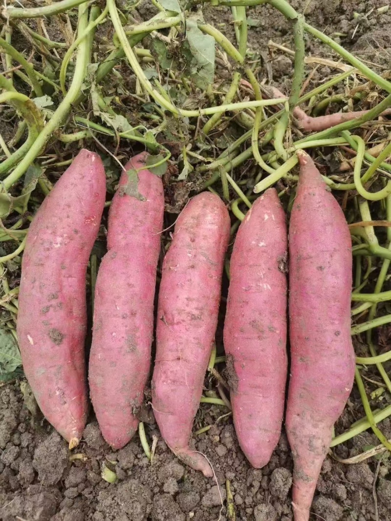 【新鲜直达】黑土地种植西瓜红红薯规格齐全货源充足