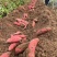 【新鲜直达】黑土地种植西瓜红红薯规格齐全货源充足