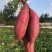 【新鲜直达】黑土地种植西瓜红红薯规格齐全货源充足