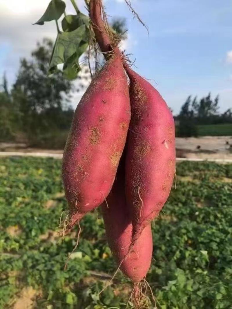 【新鲜直达】黑土地种植西瓜红红薯规格齐全货源充足