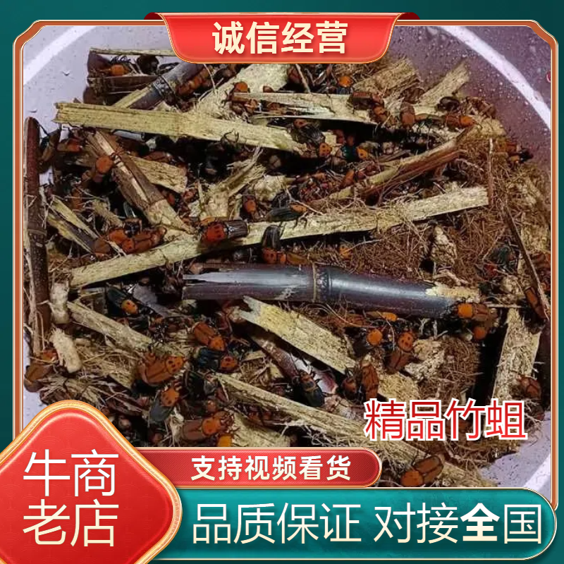 刚出茧种虫竹蛆大量有货欢迎选购量大优惠