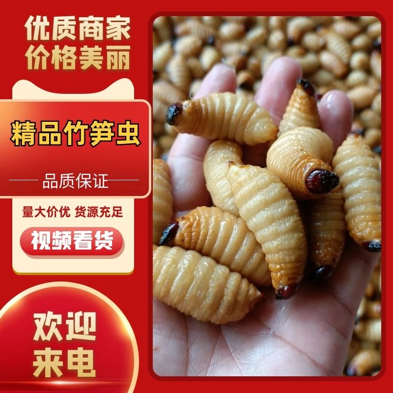 精品竹笋虫基地直发量大优惠大量有货欢迎选购