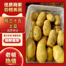 【精品】土豆大量供应，山东荷兰十五，货源充足，量大从优