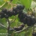 24年新货黑果腺肋花揪果辽宁野樱莓种植基地全国发货